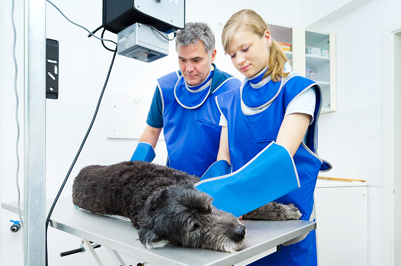 Operation beim Hund: Bewerbung an Tierarztpraxis Dr. Zahner